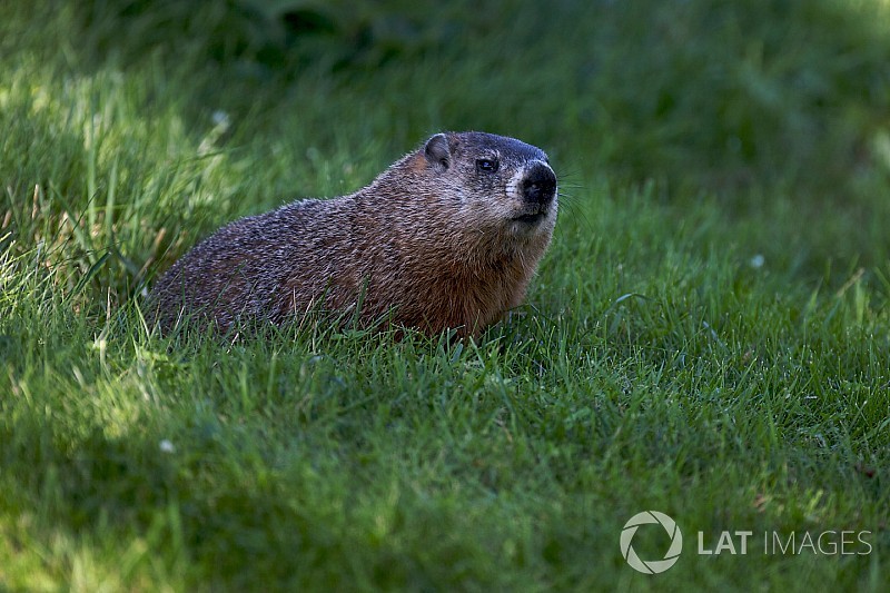 FIA explains why groundhog incident couldn't be prevented
