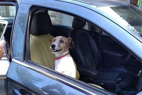 El perro rescatado por Piquet Jr. en Santiago ya tiene hogar