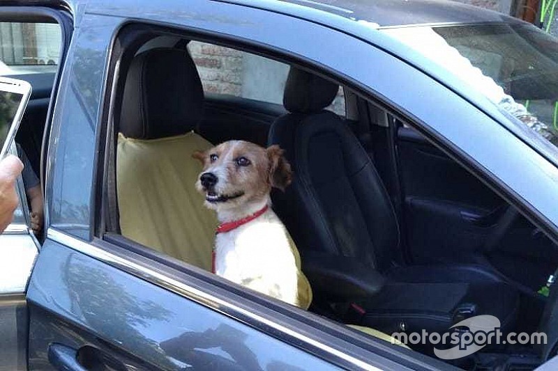 El perro rescatado por Piquet Jr. en Santiago ya tiene hogar
