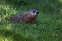 La FIA explica por qué el incidente de la marmota no se pudo evitar
