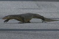 V&iacute;deo F1: el show de los lagartos y el 'hijo de Godzilla' en Singapur