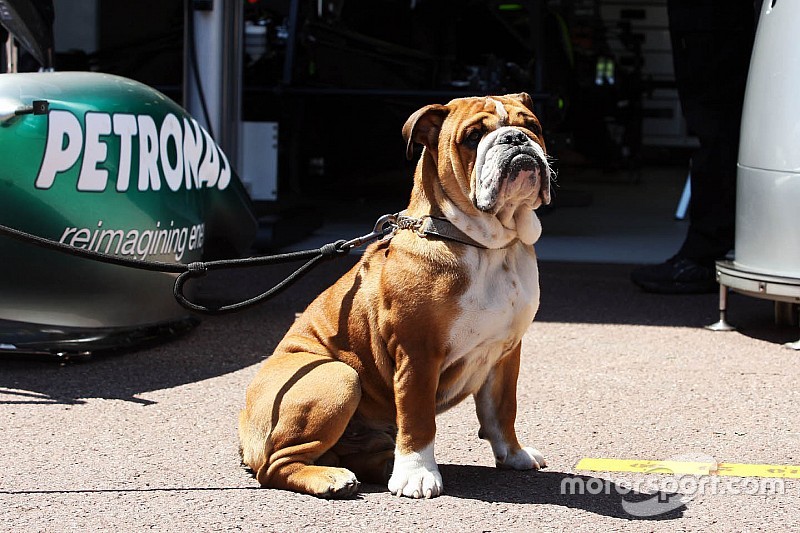 Hamilton'ın köpeği Roscoe günlük 700 dolar kazanıyor