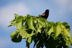 A bird