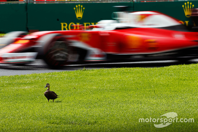 9. Sebastian Vettel, Ferrari SF16-H pasa un pato