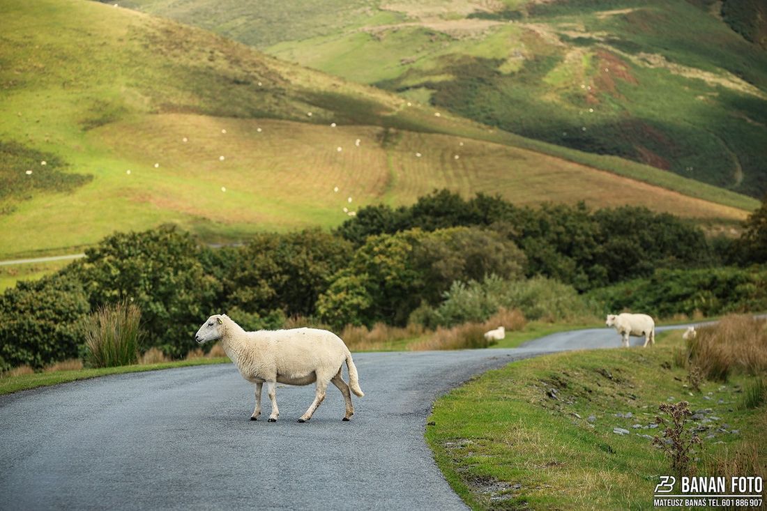 Rali Ceredigion 2025