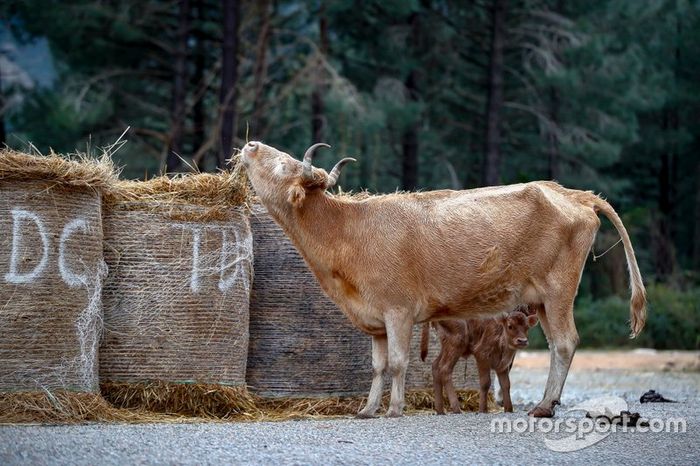 Ambiente en el Tour de Corse