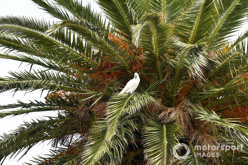 Fauna locale