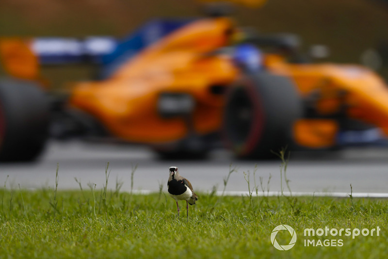 Fernando Alonso, McLaren MCL33, passes a Brazilian bird.