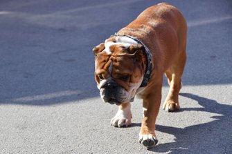 Roscoe, hond van Lewis Hamilton, Mercedes AMG F1