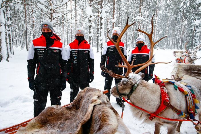 Sebastien Ogier, Elfyn Evans, Kalle Rovanpera and Takamoto Katsuta of Toyota Gazoo Racing are seen with Reindeer