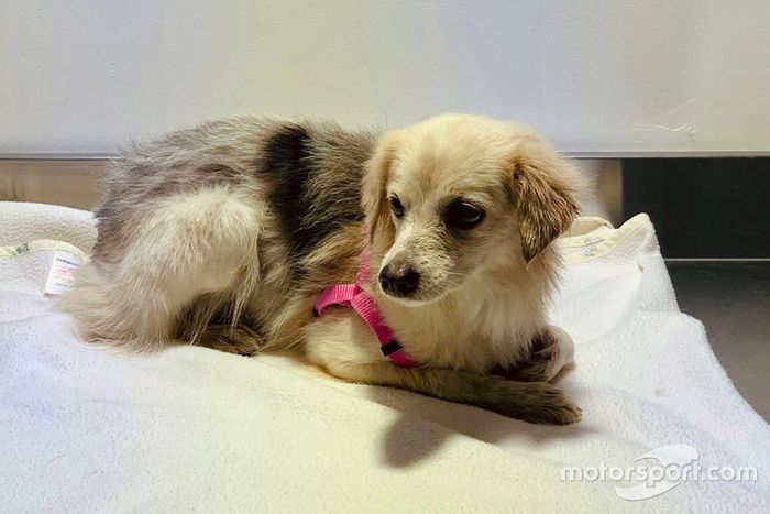 El perro que se infiltró al circuito. 