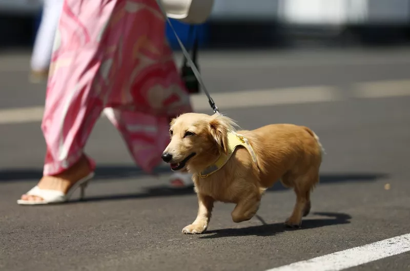 Léo le chien 