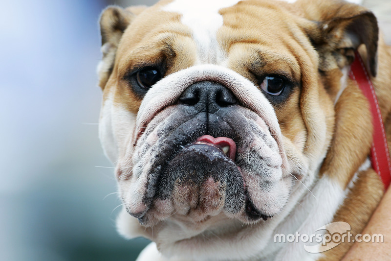 El perro de Lewis Hamilton, Mercedes AMG F1