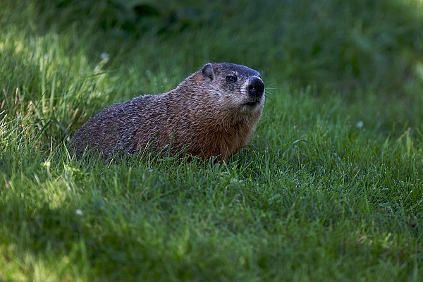 FIA explica incidente com marmota no Canadá
