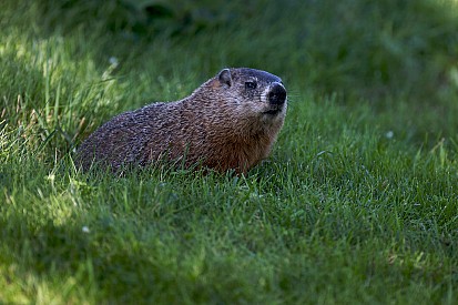 FIA explica incidente com marmota no Canadá