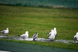 Gaivotas curtem a chuva