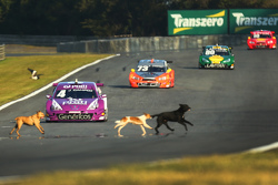 Perros invaden pista en Curitiba